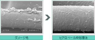 ダメージ毛とヒアロベール(R)処理後